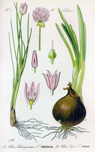 Kasvipuu: Allium schoenoprasum (ruohosipuli) ja allium cepa (sipuli). Levy 29. Yksityinen kokoelma tekijältä Anonymous Anonymous
