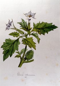Kasvitieteellinen levy: Datura Stramonium (Datura stramoine tai stramoine officinale). Kaiverrus "Flora Monacensis": Franz von Paula Schrank (1747-1835), saksalainen luonnontieteilijä, Monaco 1816. tekijältä Anonymous Anonymous