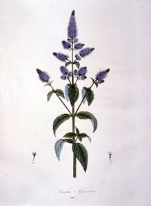 Kasvitieteellinen lauta: villiminttu (mentha sylvestris). 1800-luvun kaiverrus. tekijältä Anonymous Anonymous