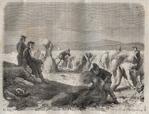 Sadonkorjuujoukot Belle-Ile-en-Merin vankilassa (kaunis saari merellä) 1800-luvulla. Pierre Zacconen (1817-1895) (1817-1895) (Colonia Penale - Penal Colony) kaiverrus kirjaan ”Vangoitujen historia heidän luomisestaan ​​nykypäivään” (1877). Yksityinen kokoe tekijältä Anonymous Anonymous