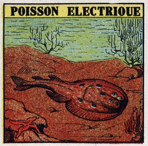 Electriciitin fysiologiset vaikutukset: sähkökala. Anonyymi kuvitus vuodelta 1925. Yksityiskokoelma. tekijältä Anonymous Anonymous