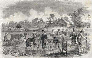 Riisin viljely Manilassa (Manilla) Filippiineillä vuonna 1864. (Riisin istutus Manillassa) Anonyymi kaiverrus. Yksityinen kokoelma. tekijältä Anonymous Anonymous