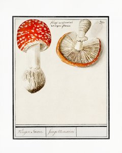 Punakärpässieni, Amanita muscaria tekijältä Anselmus Boëtius de Boodt