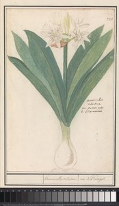 Amaryllis (Hippeastrum) heromocallis Valentina / iiris Portugalista (otsikko esineessä) tekijältä Anselmus Boëtius de Boodt