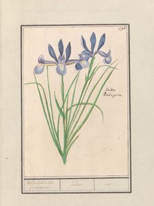 Blue Iris (Iris sibirica) Makean tuoksuinen orris. Portugalin kieli. / iirikset. / iiris. (otsikko esineessä) tekijältä Anselmus Boëtius de Boodt