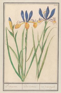 Blauwgele lis (Siperian iiris) Portugalin kieli / Lusitanialaiset sateenkaaret / iiris portugalista (otsikko esineessä) tekijältä Anselmus Boëtius de Boodt