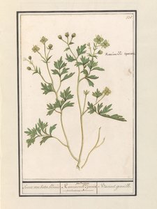 Leinikki (Ranunculus) Buttercup / Ranunculi palustris lajit. / Bacinet genoille. (otsikko esineessä)