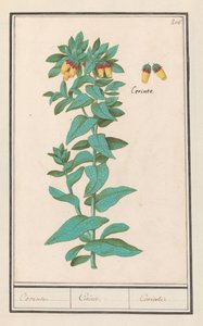 Cerinthe (Cerinthe major) Vaatimukset. / Vaatimukset. / Vaatimukset. (otsikko esineessä)