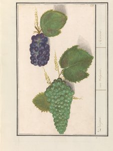 Druif (Vitis vinifera) Druijven. / uva Vulgaris. / Rusinat (otsikko esineessä) tekijältä Anselmus Boëtius de Boodt