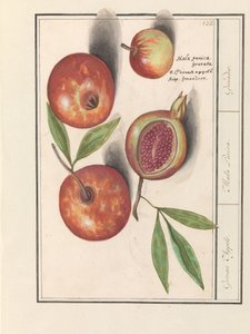 Granaattiomena (Punica granatum) Grenaert omenat. / Mala Punica. / Kranaatit. (otsikko esineessä)