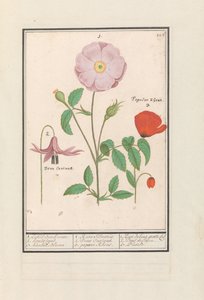 Koiran hammas (Erythronium), villiruusu (Rosa) ja unikko (Poppy) 1. Vain Bosch ruusu. 2. koirateline. 3. Kankel Bloeme. / 1. Rosa Silvestris. 2. Dens Canisus 3. Poppy Rheas. / 1. Rose de bois gratte cul 2. Dent de Chien. 3. Pavot. (otsikko esineessä) tekijältä Anselmus Boëtius de Boodt