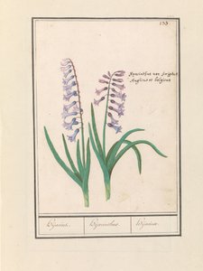 Hyasintti (Hyacinthus orientalis) Hijacin / Hyasintti / Hijacinte (otsikko esineessä)