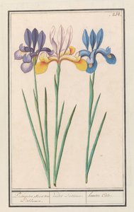Iris (Iris siberica) portugali, kuten van Lisbloemen. / irides Lusitanae. / hemero Cale. (otsikko esineessä) tekijältä Anselmus Boëtius de Boodt