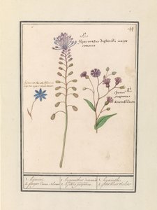 Kuifhyacint (Muscari comosum) en korenbloem (Centaurie) 1. Kaappaus 2. violetti Coorn Bloeme / 1. hyasinttidioskoridit. Komea pormestari. 2. Cajanus violetti. / 1. hyasintti 2. petit bluet violet (otsikko esineessä) tekijältä Anselmus Boëtius de Boodt