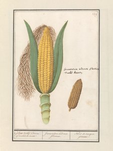 Maissi (Zea mays) Geluwe turks Coorne. turksche terwe / keltainen intialainen maissi / Bled de turquie jeaune (otsikko esineessä) tekijältä Anselmus Boëtius de Boodt