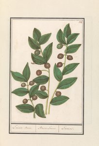 Oliivi (Olea europaea) Laurel puu. / Bacca Laurus. / Laurel (otsikko esineessä)