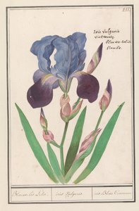 Violetti iiris (Iris germanica) Sininen Iris Lily. / iris Vulgaris. / iris Blue Commune (otsikko esineessä)