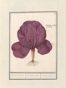 Punakaali (Brassica oleracea convar. capitata var. rubra) Punainen Cauwel. / Brassica rubra. / Choux rouge (otsikko esineessä) tekijältä Anselmus Boëtius de Boodt