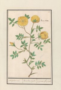 Ruusu (Rosa) joku keltainen ruusu. / Rosa lutea simplex / rose jeaune à fleur simple (otsikko esineessä) tekijältä Anselmus Boëtius de Boodt