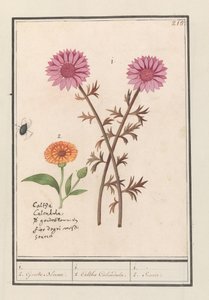 Vaaleanpunainen kukka (tuntematon) ja kehäkukka (Calendula officinalis) 1. 2. Kultaiset kukat. / 1. 2. Caltha Calendula. / 1. 2. Soucie. (otsikko esineessä) tekijältä Anselmus Boëtius de Boodt