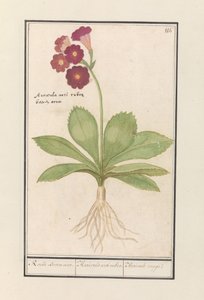 Lehmänkelkka (Primula) Punaisen karhun korvat. / Auricula ursi rubra. / Auricule rouge (otsikko esineessä) tekijältä Anselmus Boëtius de Boodt
