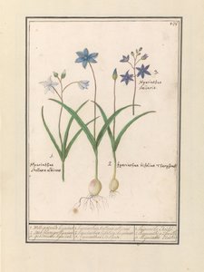 Sterhyasint (Scilla) 1. Witte oli jesterine eilen. 2. Twee blaerigen hijacint. 3. He kaappasivat eilen. / 1. Hyacinthus Stellaris albicans 2. Hyacinthus bifolius Theophrastus 3. Hyacinthus Stellaris. / 1. hyasintti Etoilée 2. hyasintti a 2 feuille 3 hijac tekijältä Anselmus Boëtius de Boodt