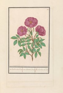 Wilde Roos (Rosa) Welriekende bosch ruusu / rosa silverstris adorata. / Tuoksuinen metsäruusu (otsikko esineessä) tekijältä Anselmus Boëtius de Boodt