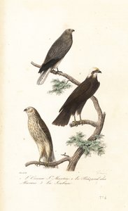 Kanoharri, Euraasian suoharri ja Montagu