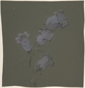 Canterbury Bells -suihku tekijältä Antoine Berjon
