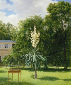 Yucca-palmu Neuilly Parkissa. 1845