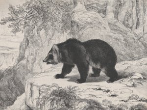 Mississippi Bear, 1836. tekijältä Antoine Louis Barye
