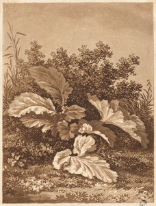 A Study of Leaves, n. 1800. tekijältä Anton Balzer