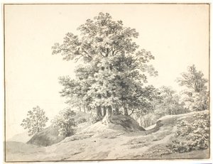 Maisema suurilla puilla Elben rannalla. Buxte iho