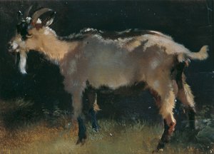 Vuohi