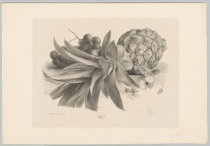 Ananas ja viinirypäleet Flower and Fruit Studies (...) 10. jakso (sarjan nimi) tekijältä Anton Weiss