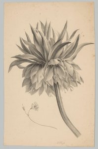 Kukka varressa Flower and Fruit Studies (...) 3. jakso (sarjan nimi) tekijältä Anton Weiss