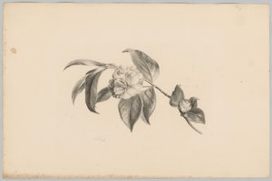 Kukat Flower and Fruit Studies (...) 3. jakso (sarjan nimi)