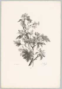 Kukkia oksalla Flower and Fruit Studies (...) 10. jakso (sarjan nimi) tekijältä Anton Weiss