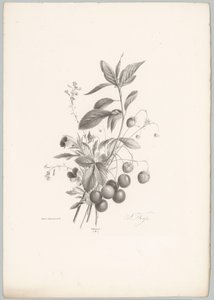 Kukkia, mansikoita ja kirsikoita Flower and Fruit Studies (...) 10. jakso (sarjan nimi)