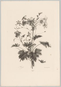 Kukat piikillä Flower and Fruit Studies (...) 10. jakso (sarjan nimi) tekijältä Anton Weiss