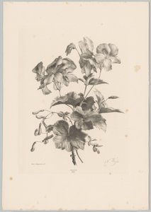 Erilaisia ​​kukkia Flower and Fruit Studies (...) 10. jakso (sarjan nimi) tekijältä Anton Weiss