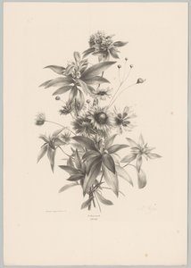 Erilaisia ​​kukkia Flower and Fruit Studies (...) 10. jakso (sarjan nimi) tekijältä Anton Weiss