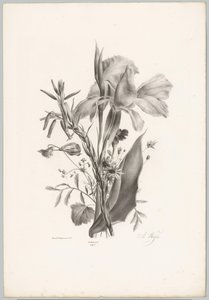 Erilaisia ​​kukkia Flower and Fruit Studies (...) 10. jakso (sarjan nimi) tekijältä Anton Weiss