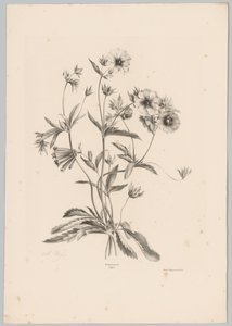 Erilaisia ​​kukkia Flower and Fruit Studies (...) 10. jakso (sarjan nimi) tekijältä Anton Weiss