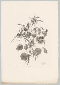 Erilaisia ​​kukkia Flower and Fruit Studies (...) 10. jakso (sarjan nimi) tekijältä Anton Weiss