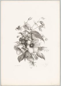 Erilaisia ​​kukkia Flower and Fruit Studies (...) 10. jakso (sarjan nimi) tekijältä Anton Weiss