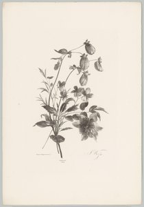 Erilaisia ​​kukkia Flower and Fruit Studies (...) 10. jakso (sarjan nimi) tekijältä Anton Weiss