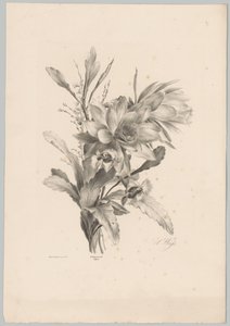 Erilaisia ​​kukkia Flower and Fruit Studies (...) 10. jakso (sarjan nimi) tekijältä Anton Weiss