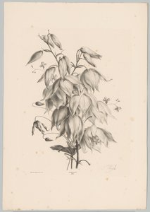 riippuvia kukkia Flower and Fruit Studies (...) 10. jakso (sarjan nimi) tekijältä Anton Weiss