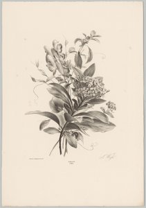 Hortensiat ja muut kukat Flower and Fruit Studies (...) 10. jakso (sarjan nimi) tekijältä Anton Weiss